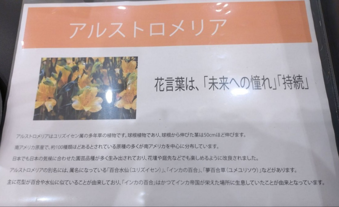 フリーレイアウト画像