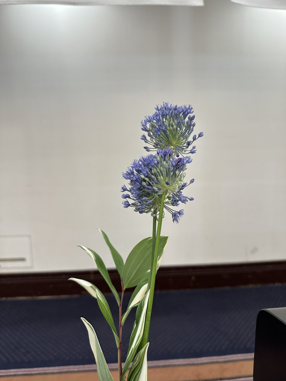 今日の花
